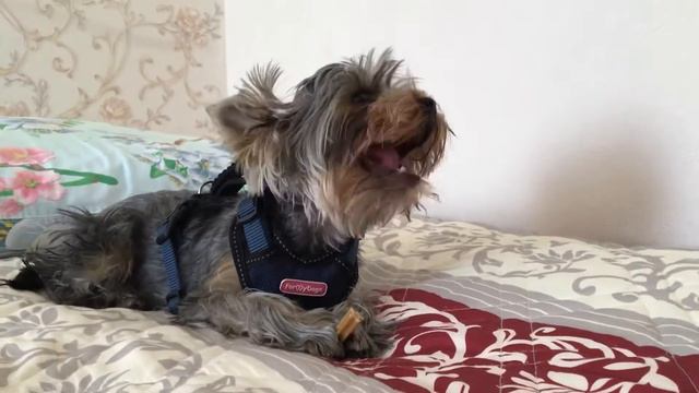 Собака Йорк ест лакомство смотреть онлайн