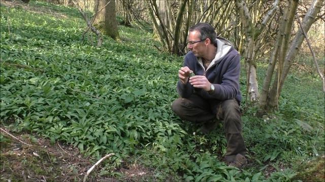 Plants to watch out for when foraging for ramsons смотреть онлайн
