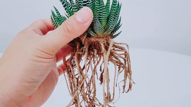 Haworthia Attenuata Zebra Plant Propagation - Subtitles Available смотреть онлайн