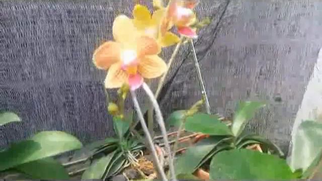 Hybrid Orchid, Phalaenopsis Yellow Stripe смотреть онлайн