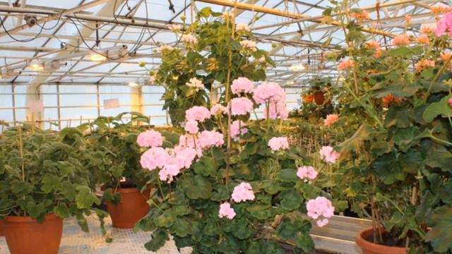 My adventures in Sweden Day 2,pelargonium nursery Sune Trygg смотреть онлайн