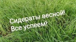 Сажаем сидераты весной! Как все успеть?!
