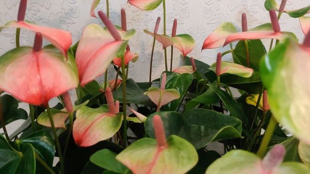 Цветы Вместе - УРА новое поступление в наличии Anthurium Exota / Антуриум Экзота 14/45 смотреть онлайн