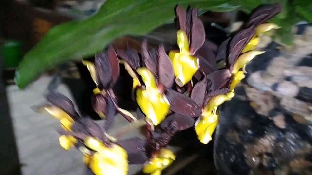 Fases Do Desenvolvimento Do Catasetum Tenebrosum