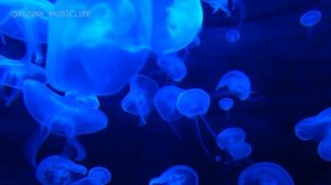 Музыка для души. Музыкальный релакс. Медузы.