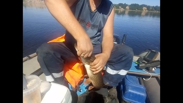 Рыбалка 17 18 июня тролинг река Северная Двина смотреть онлайн