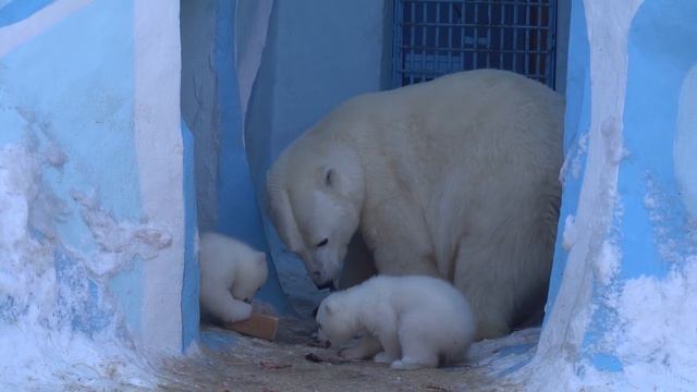Герда с медвежатами. Медведи обедают. 24.03.2023 смотреть онлайн