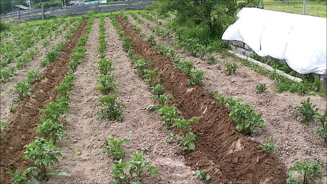 Окучивание картофеля суперкопалкой