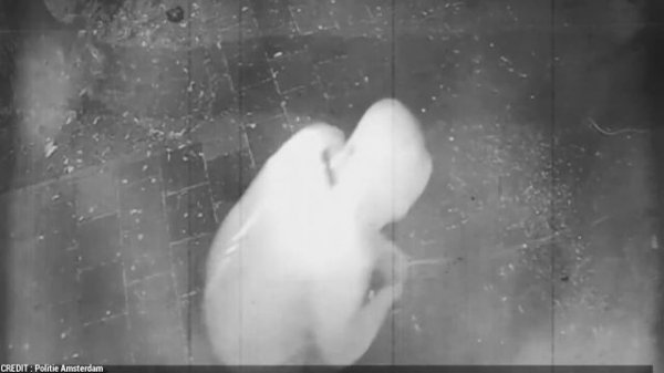 The Unstoppable Audi Gang