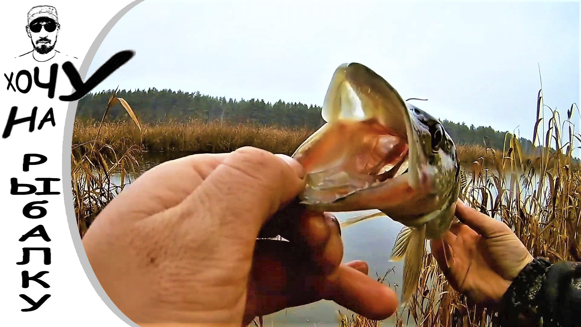 Зубастое закрытие сезона. Осенняя щука на воблер. Спиннинг в октябре. смотреть онлайн