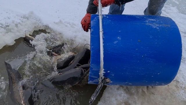 27.03 Рк Фишка Данилово, зарыбление сомом, ловля трофейного сома, платная рыбалка, платник смотреть онлайн