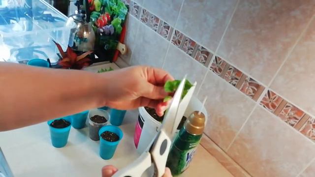 21.09.2020г.Осеннее черенкование гортензий. смотреть онлайн