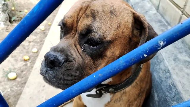 Арнольда собака немецкий боксер закрыли в вольере, а вот Мася собака шарпей умная, фиг впоймаешь! смотреть онлайн