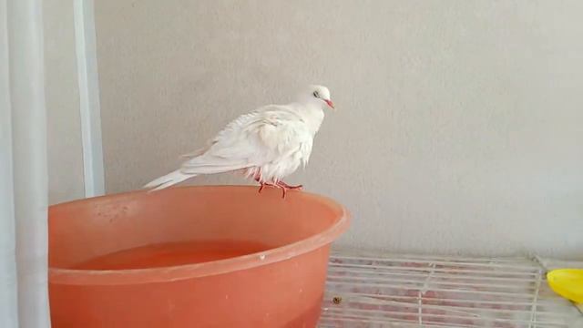 Голубь КУПАЕТСЯ в тазу !№9 смотреть онлайн