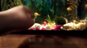 Беременные рыбки гуппи сколько длится их при берем