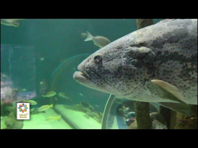 Sharjah Aquarium