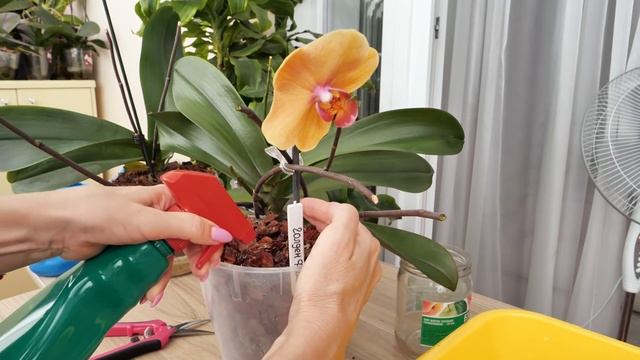 ПОЛИТЬ орхидею ПРАВИЛЬНО после пересадки! Факторы ВЛИЯЮЩИЕ на способы. Воздушка НЕ СГНИЁТ. смотреть онлайн