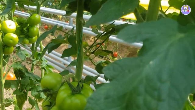 Очень урожайные томаты SVR 7199 F1, SVR 7848 F1, SVR 8482 F1 (27-05-2018) смотреть онлайн