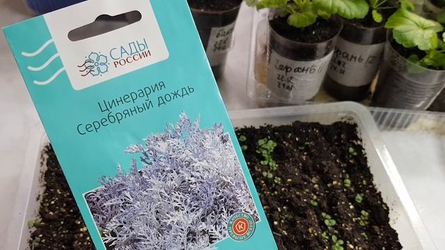 Обзор рассады цветов//Пеларгонии, Бакопа, Дихондра, Колеусы, Лобелия,Виола,Львиный зев,Бархатцы и т смотреть онлайн