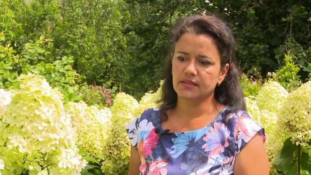 Hortensia (Hydrangea Paniculata) Pepiniera Peris