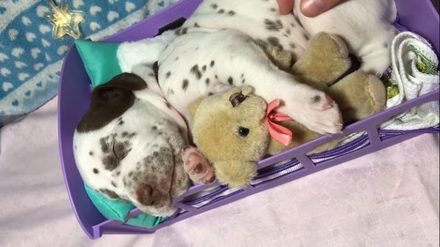 Очаровательные щенки нашей Прюши)))/Щенки Далматина. Dalmatian puppies, cuccioli di dalmata. смотреть онлайн