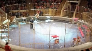 Империя львиц (2 часть) Омский цирк 26 марта 2017