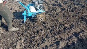 Фрезерование земли мотоблоком под томаты