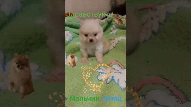 Шпиц мужичёк смотреть онлайн
