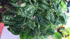 ?СЦИНДАПСУС ПИКТУС ?Уход и содержание в домашних условиях