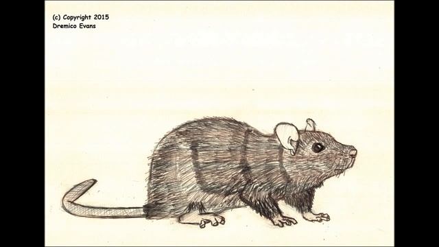 Animal Art puppy, raccoon dog, rat, sitatunga, squirrel (graphite pencil art) (Dremico's Art) смотреть онлайн