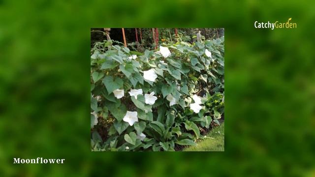 BEST 6 Climbing Vines That Bring All the Pollinators to the Yard 🌺🌷 // Gardening Tips смотреть онлайн