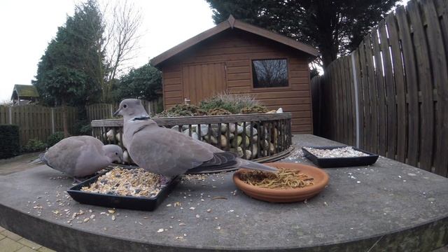 ПЕНИЕ ПРИЦ #животные #птицы #пениептиц #отдых #наблюдение #кормушка