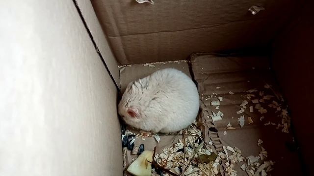 Забрали хомячка домой из зоомагазин домой, у него больной глазик. смотреть онлайн