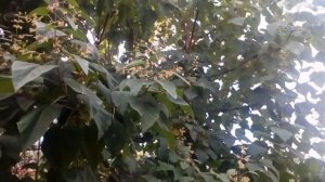 Павловния через 5 лет.      #мойсад #павловния #адамово #дерево #сентябрь2020