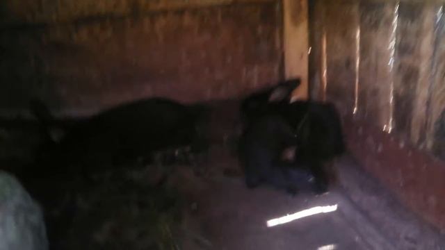 Самочки бельгийский великан - фландр 5 месяцев. Кролики серебро. Зеленая трава для кроликов.190621 смотреть онлайн