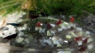 Кормим креветок кабачком, огурцом и морковью. смотреть онлайн