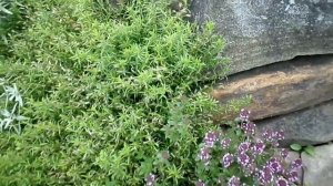 Почвопокровники в саду