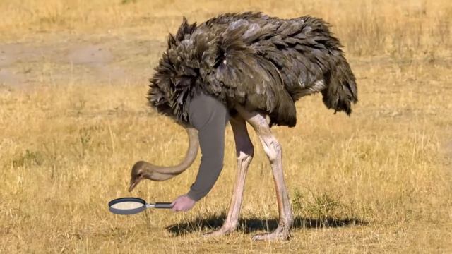 If Birds Had Arms - Compilation смотреть онлайн