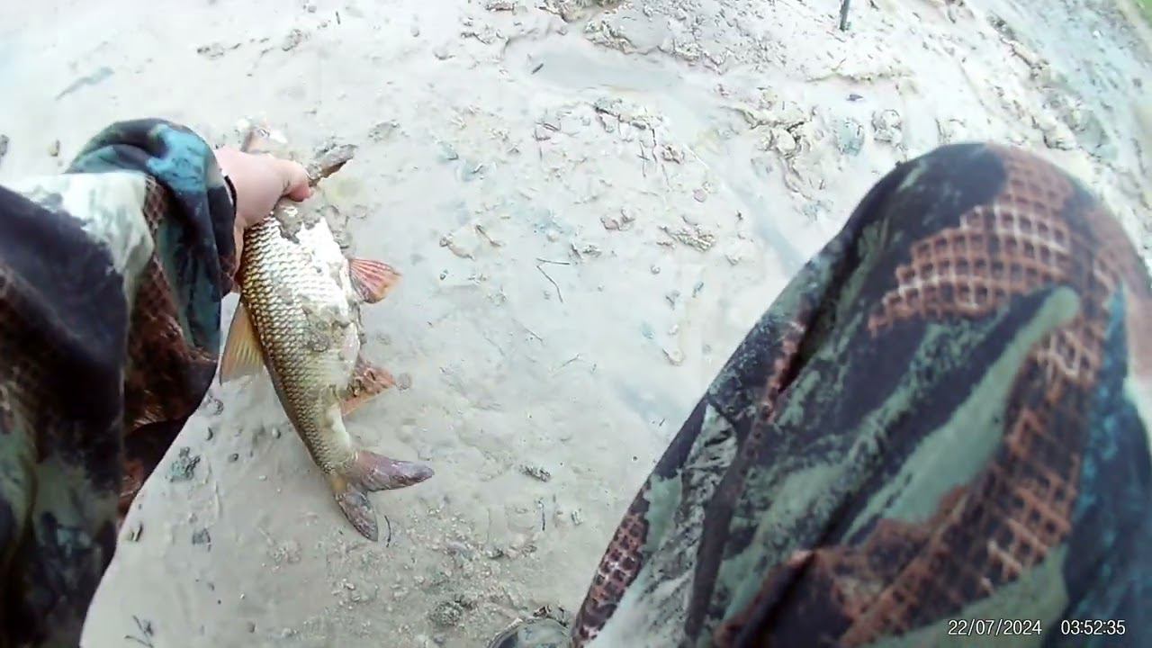 В поисках язя. Жёлтый кембрик с салом. Очередной отличный улов на донки. смотреть онлайн