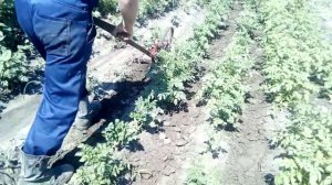 Пропалываю междурядья картофеля самодельным плоскорезом