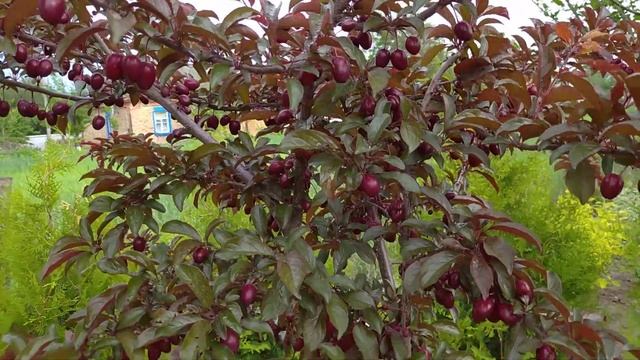 Слива голивуд, дуже рекомендую ? смотреть онлайн