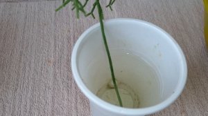 РИПСАЛИС. Посадка. Черенкование. Укоренение. 26.01.2023.