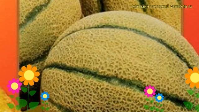 Дыня Канталупа желтая F1. Краткий обзор, описание характеристик, где купить семена cucumis melo смотреть онлайн