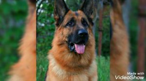 Немецкая овчарка против бельгийская овчарка(Малинуа).Кто кого?(German shepherd vs belgian shepherd)