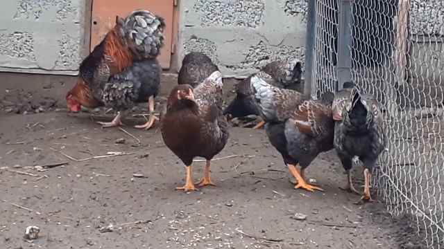 куры Виандот черное золото голубо окаймленный смотреть онлайн