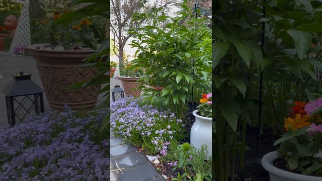 Tall peony and ground cover phlox with multiple annuals i planted in the vase. how Do you like it? смотреть онлайн