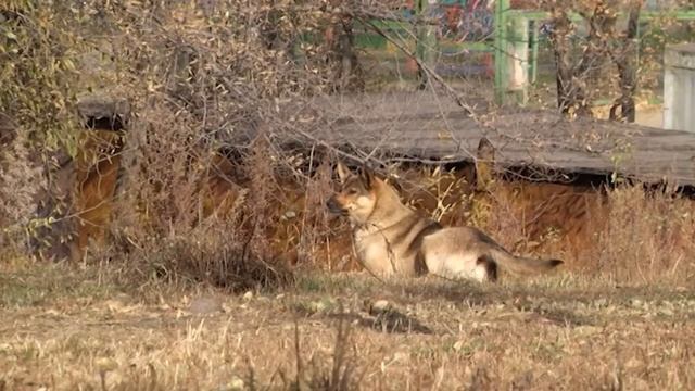Область и Закон: преобразование районов и северное оленеводство смотреть онлайн