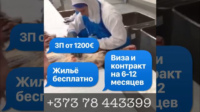 Работа в Голландии на мясокомбинате. ЗП от 1200€ + премии и БЕСПЛАТНОЕ ЖИЛЬЁ смотреть онлайн
