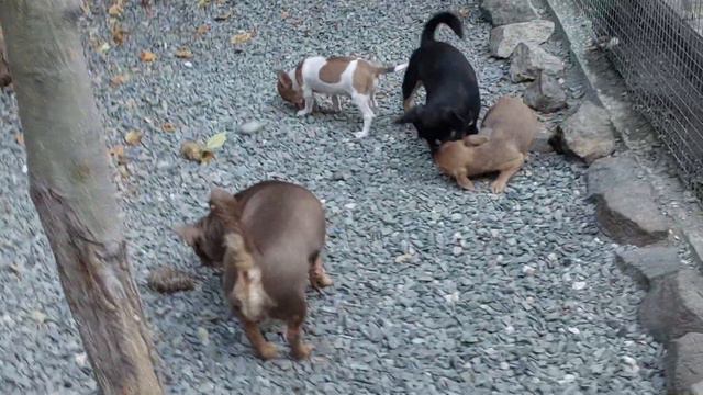 #влог #каждыйдень питомник чихуахуа Кастропуло Крым продажа щенков +79787458062 Viber WhatsApp