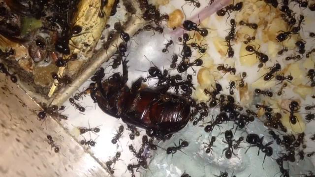 Messor Structor завтрак